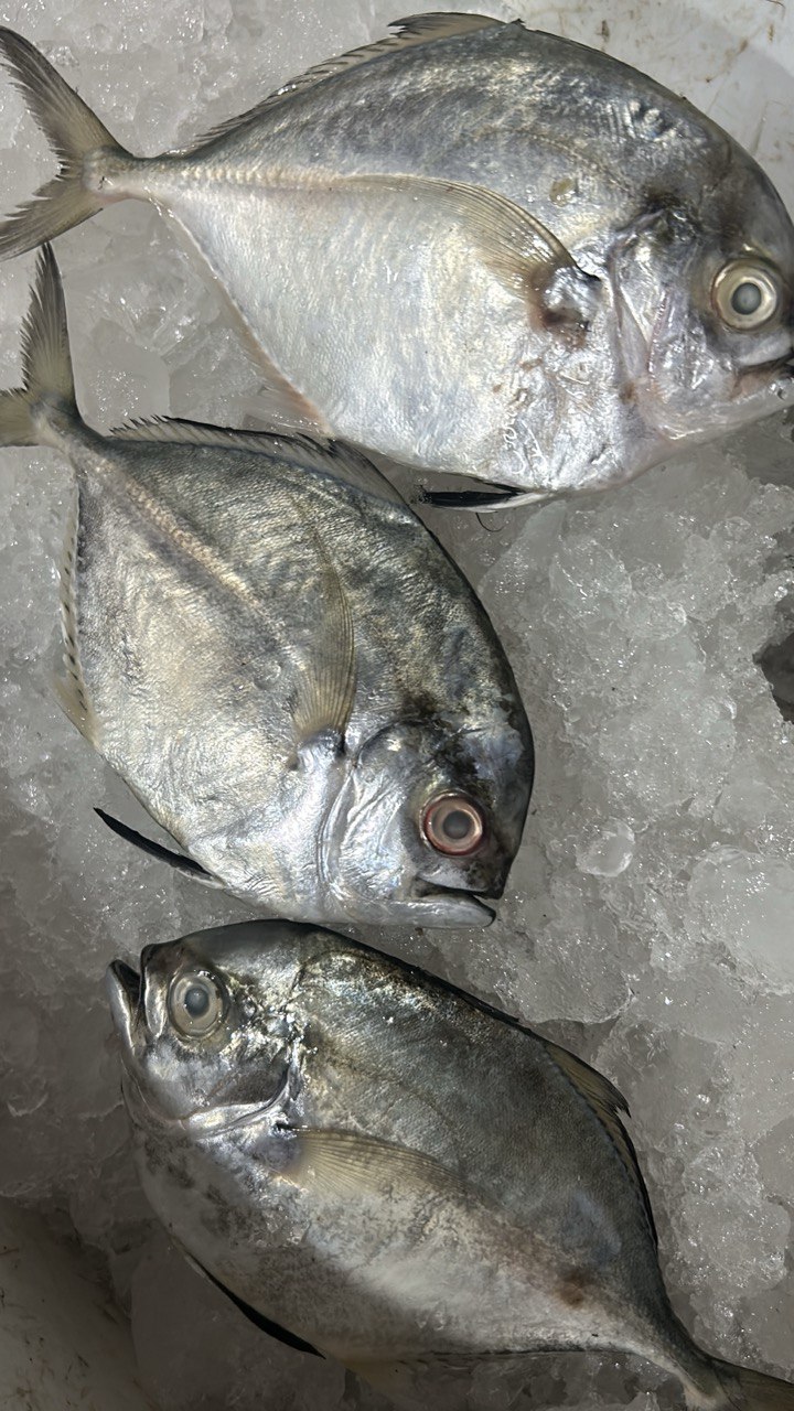 Premium seafood export Gujarat